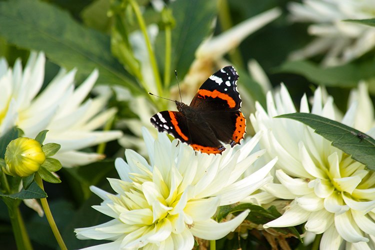 Vlinder op witte bloem