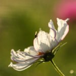 Witte bloem