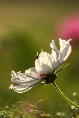 Witte bloem