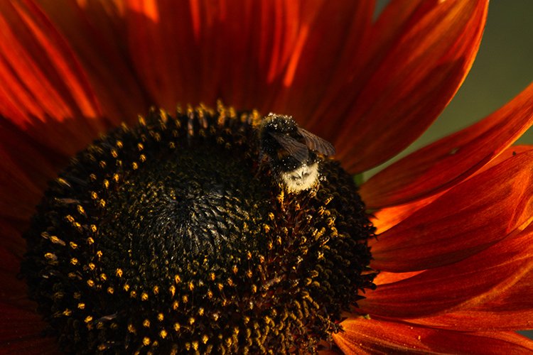 Bij op rode bloem