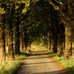 Bomen langs een weg