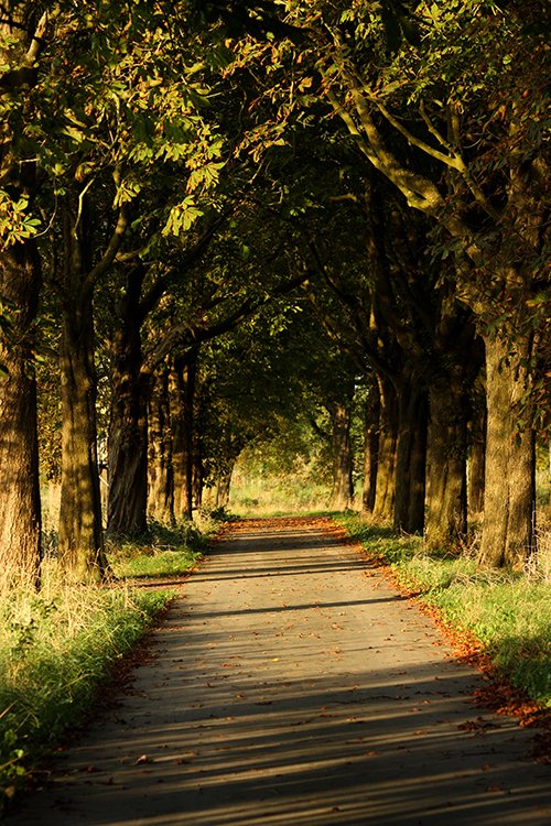 Bomen langs een weg