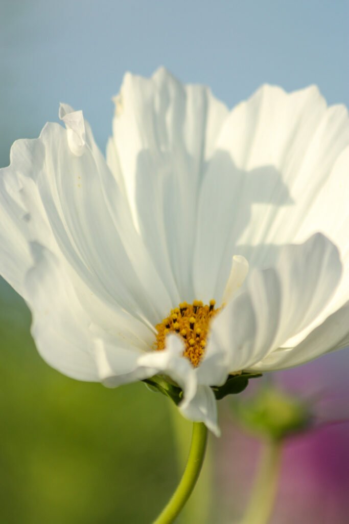 Florentien Biobloemen