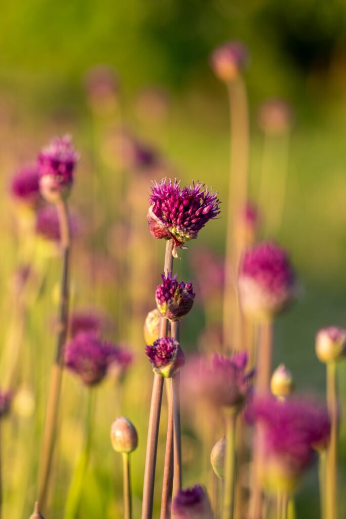 Florentien Biobloemen – bloemen