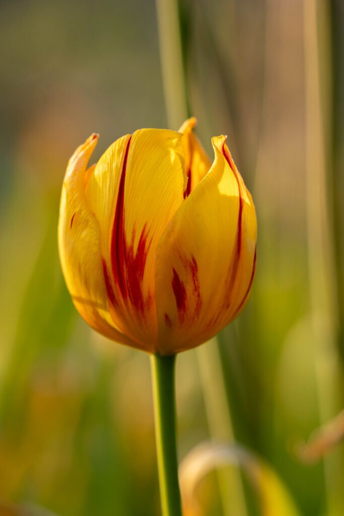 Florentien Biobloemen – bloemen