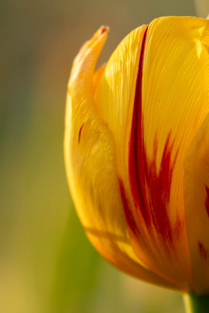 Florentien Biobloemen – bloemen