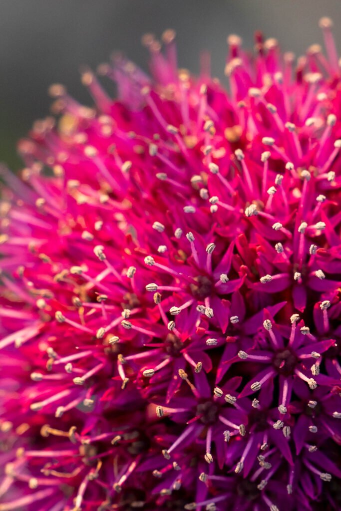 Florentien Biobloemen – bloemen