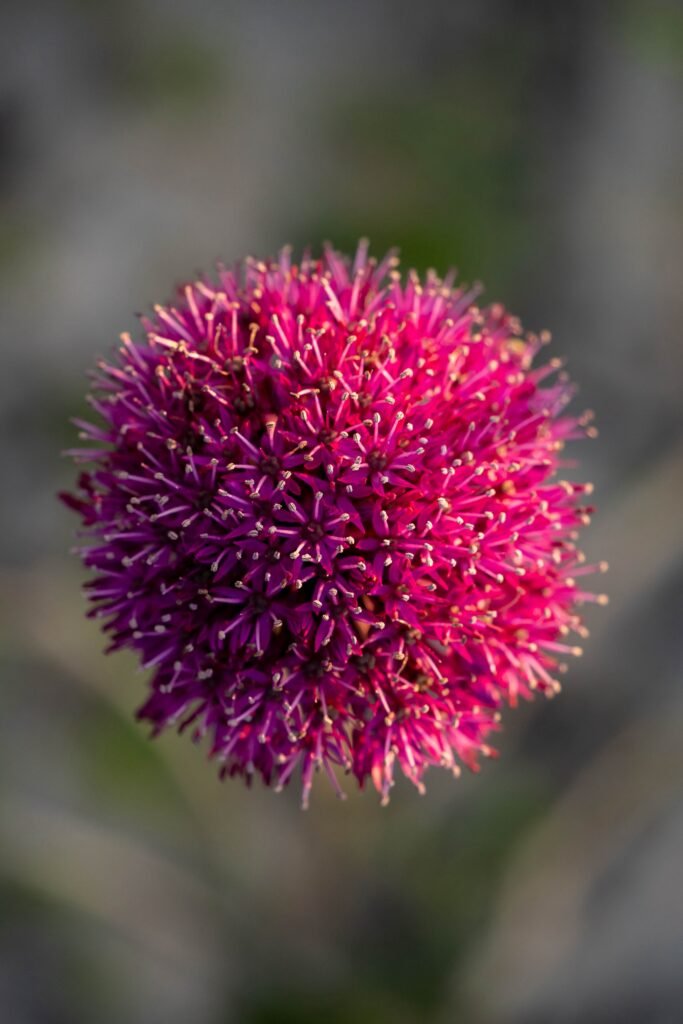 Florentien Biobloemen – bloemen