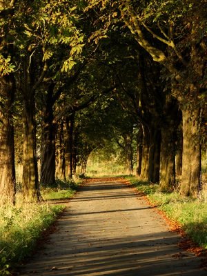 IMG_8031 Bomen langs een weg